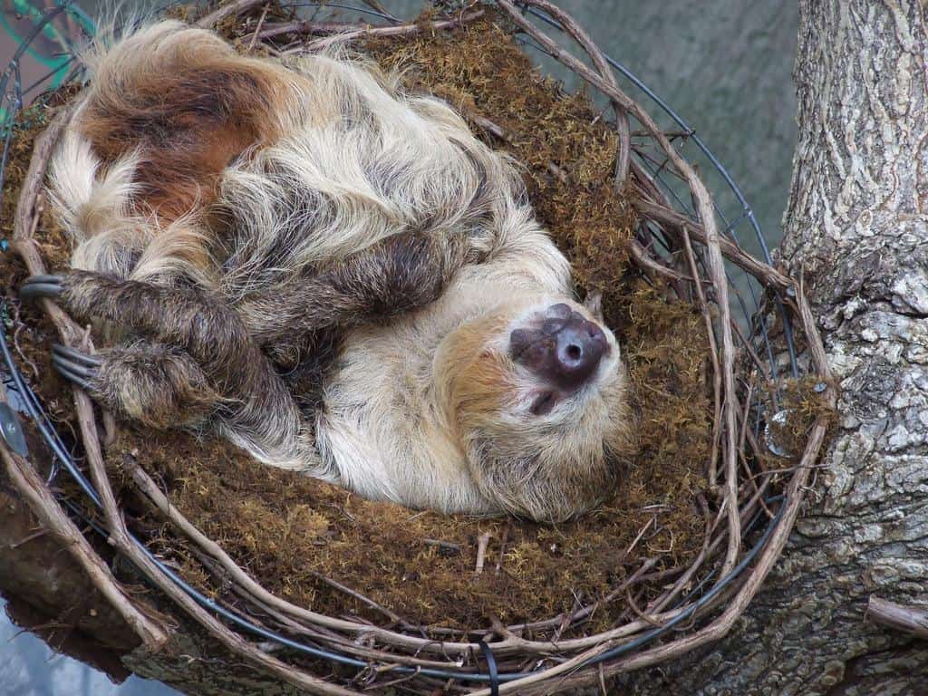 Un bradipo che dorme, allo zoo di Cincinnati, USA.