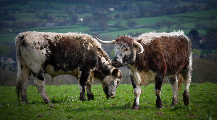 Bestiame inglese Longhorn
