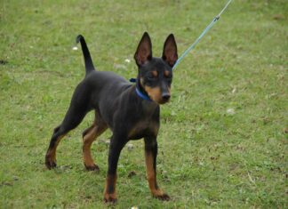 Toy Terrier inglese
