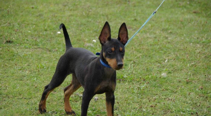 Toy Terrier inglese
