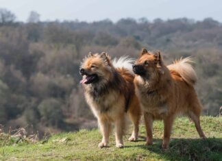 Eurasier
