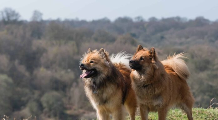 Eurasier
