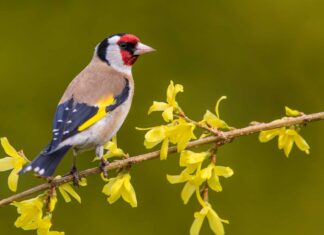 Cardellino europeo
