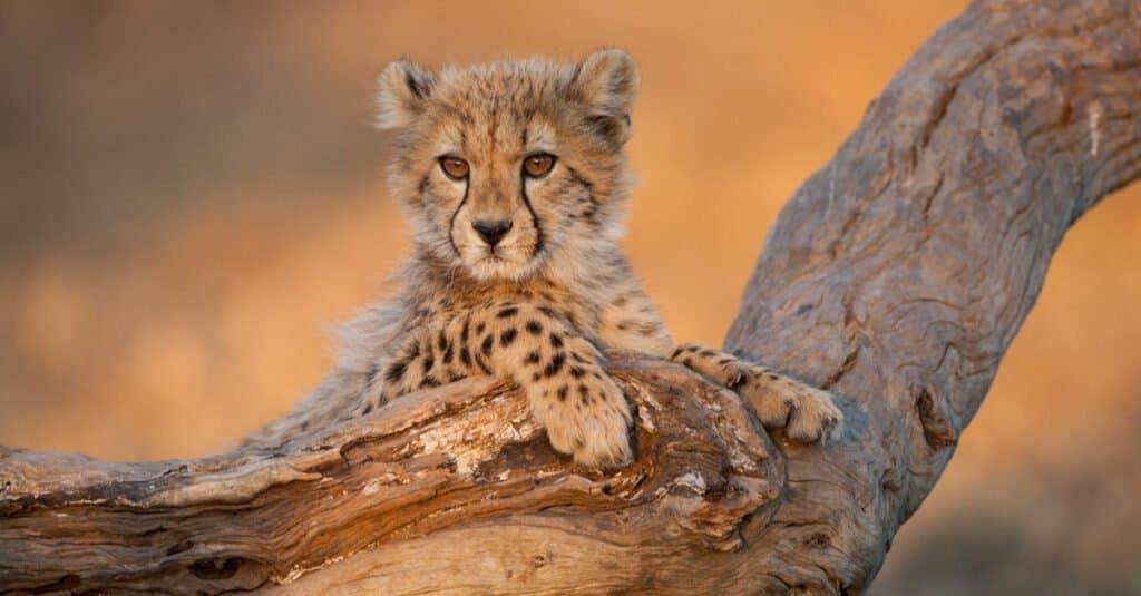 cucciolo di ghepardo rilassante
