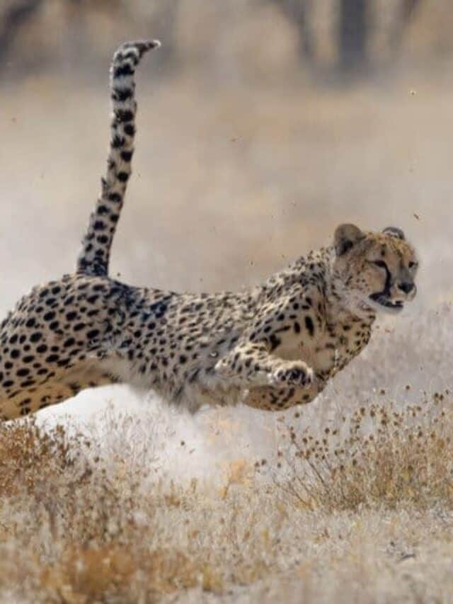 Tipi di grandi felini - ghepardo