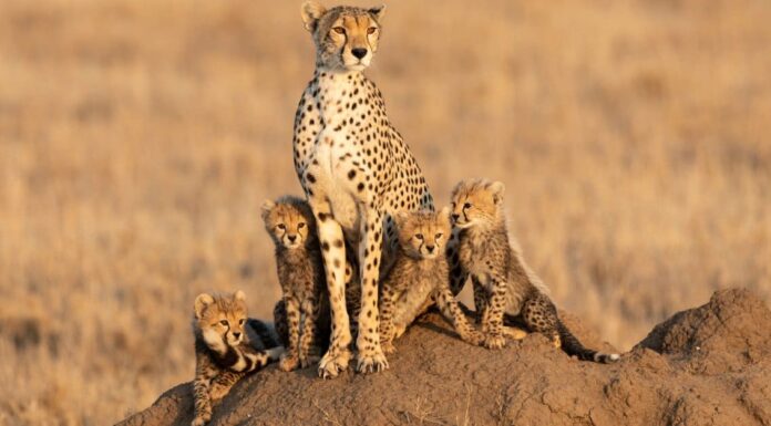 10 incredibili fatti sui ghepardi
