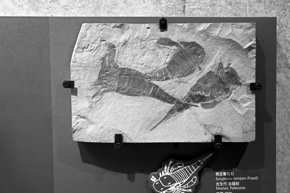 Eurypterus remipes Scorpione di mare fossile