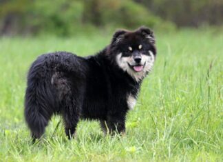 Finnish lapphund laying in the grass