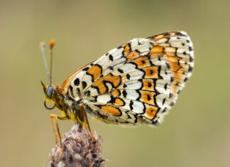 Fritillaria farfalla
