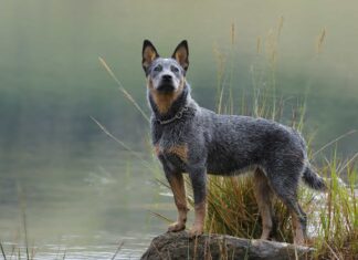 Texas Heeler contro Blue Heeler
