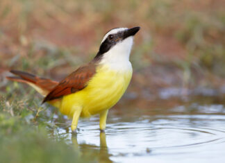 Grande Kiskadee
