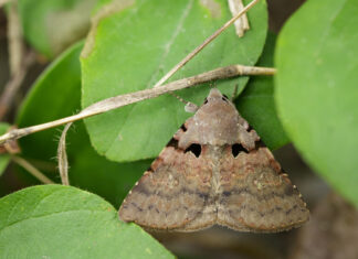 Falena gitana
