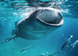 I 5 squali più grandi vicino alle spiagge dell'Alabama
