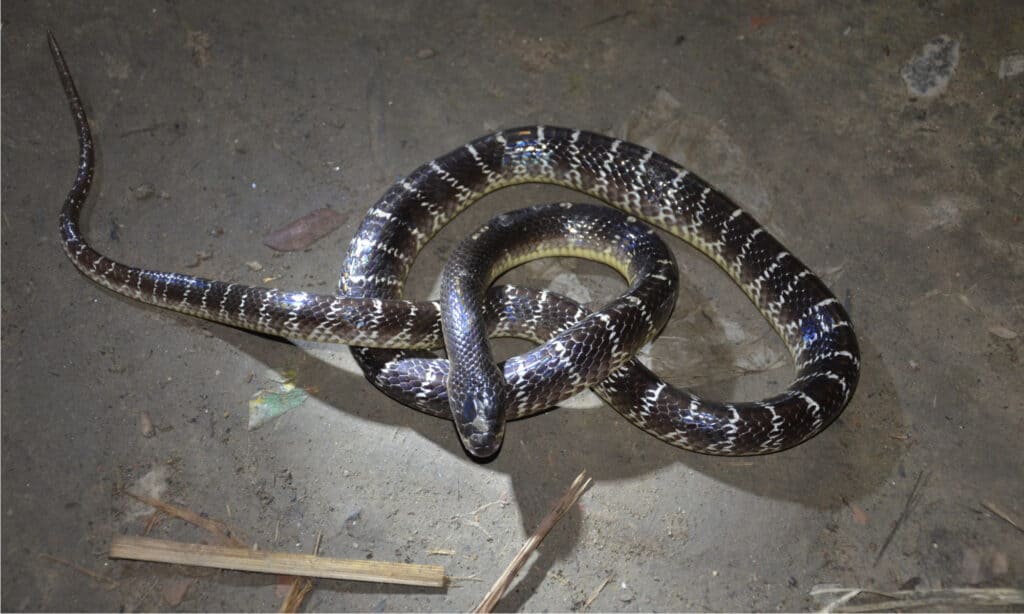 I serpenti più letali - Krait comune