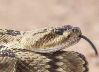 Scopri ogni tipo di serpente a sonagli: i 45 tipi di serpente a sonagli
