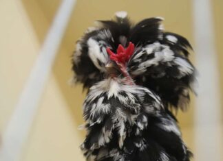 Houdan chickens have short, pinkish-white legs and feet with five toes on each foot instead of the usual four.