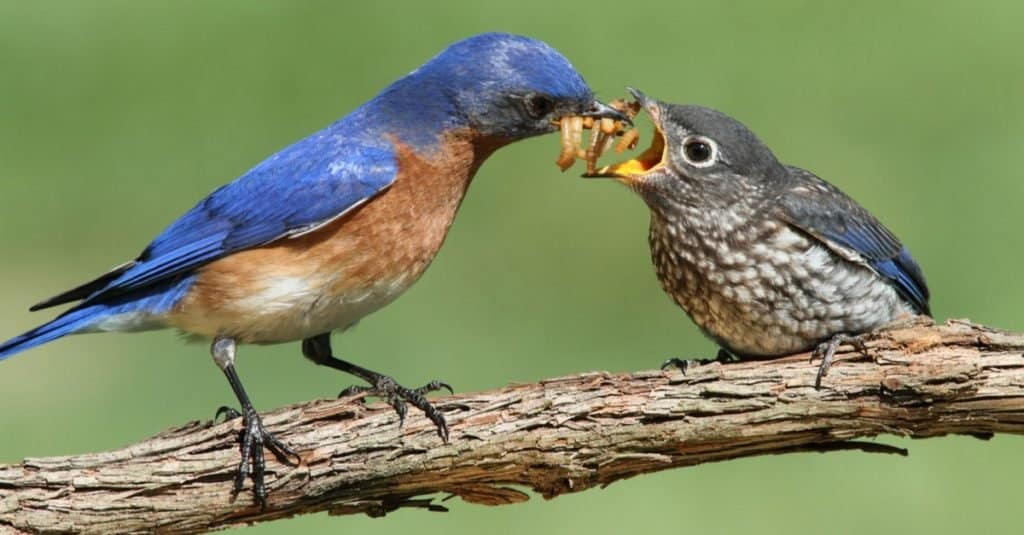 Maschio Bluebird orientale (Sialia sialis) che alimenta il suo bambino affamato