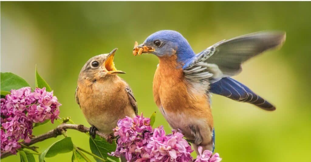 Orientale Bluebird maschio contro femmina