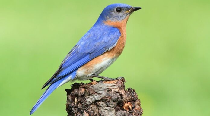Eastern Bluebird maschio vs femmina: come distinguerli

