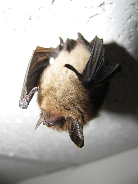 Pipistrello dalle orecchie lunghe settentrionale (Myotis septentrionalus)