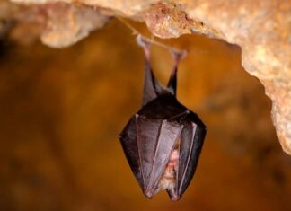 Incontra 7 tipi di pipistrelli sul fiume Mississippi
