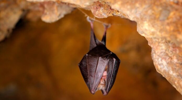 Incontra 7 tipi di pipistrelli sul fiume Mississippi
