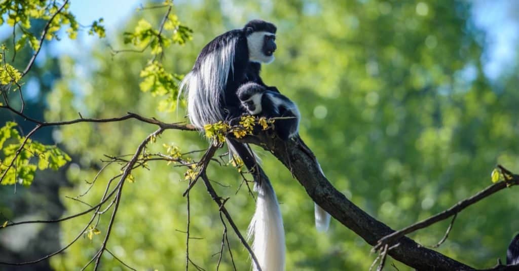 La coda più lunga: l'Angola Colobus