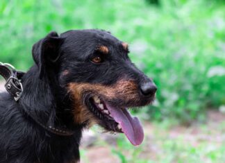 Terrier da caccia
