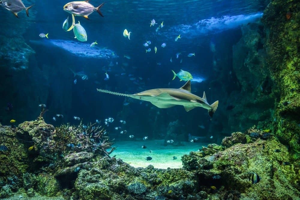 Sawfish con altri pesci nel grande acquario