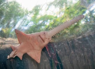 Sawfish contro Sawshark
