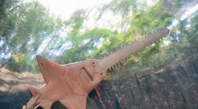 Sawfish contro Sawshark
