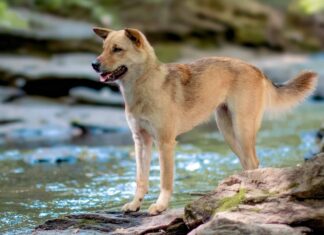 Jindo coreano
