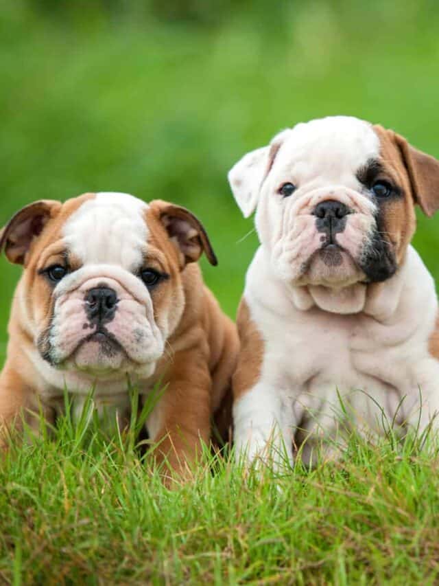 Royal Canin razza salute nutrizione Bulldog