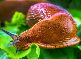 A large slug crawling around on the ground leaving its slime all over the place.