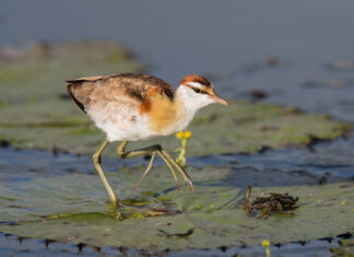 Jacana minore
