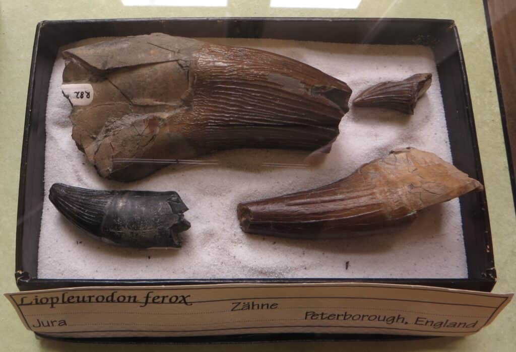 Fossili di denti lisci di Liopleurodon