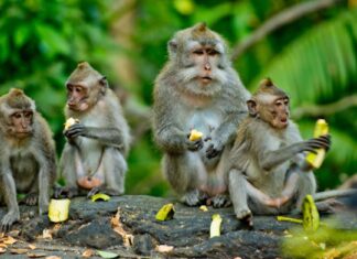 Animal Groups – Barrel or Troop of Monkeys