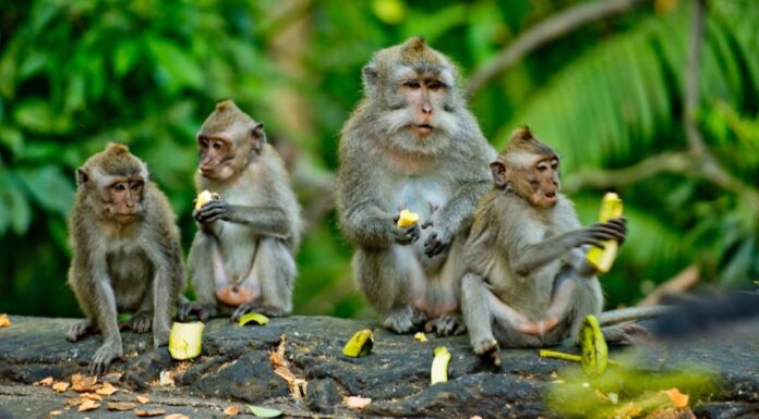Animal Groups – Barrel or Troop of Monkeys