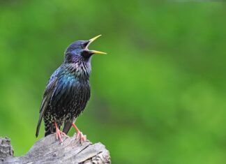 I 6 migliori posti per il birdwatching del Nebraska quest'estate
