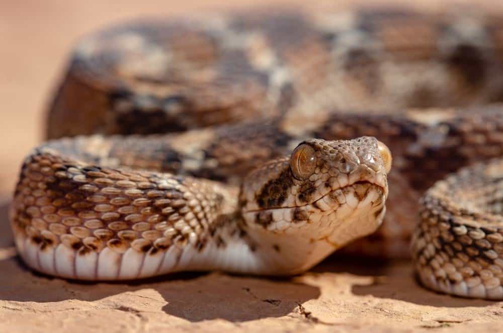 10 animali più velenosi - La vipera squamosa romana è il serpente più pericoloso in Africa e in Asia