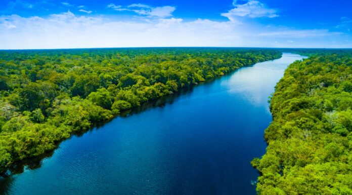 Quanto è largo il Rio delle Amazzoni nel suo punto più largo?
