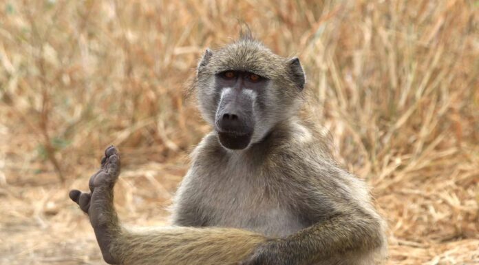 Piedi di scimmia: tutto quello che vuoi sapere
