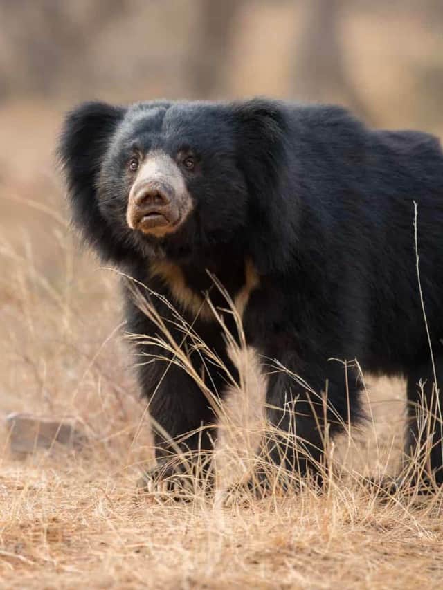 Perché gli orsi bradipi hanno un'immagine di copertina di artigli così giganteschi