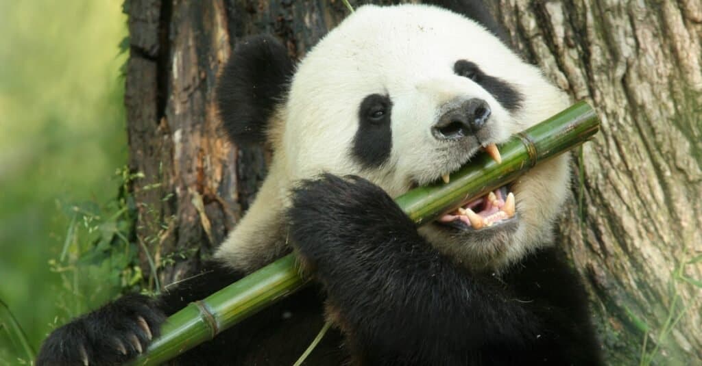 Animali con i pollici opponibili: panda gigante