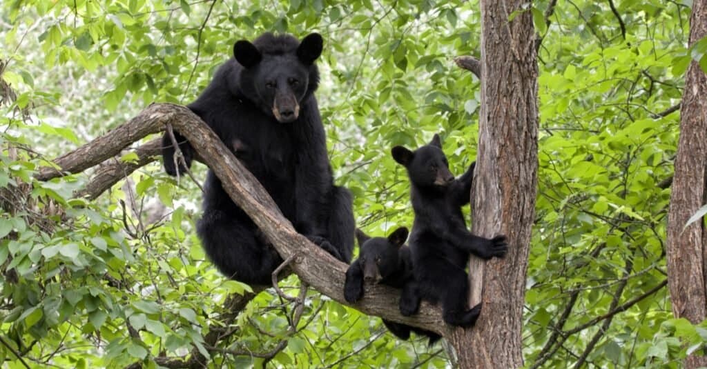 Orsi neri: orso con cuccioli