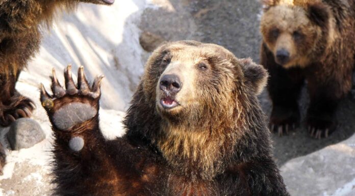 10 fatti incredibili sull'orso
