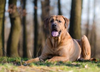 Mastino contro San Bernardo
