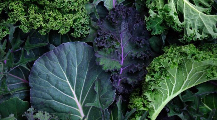Collard Greens vs Kale