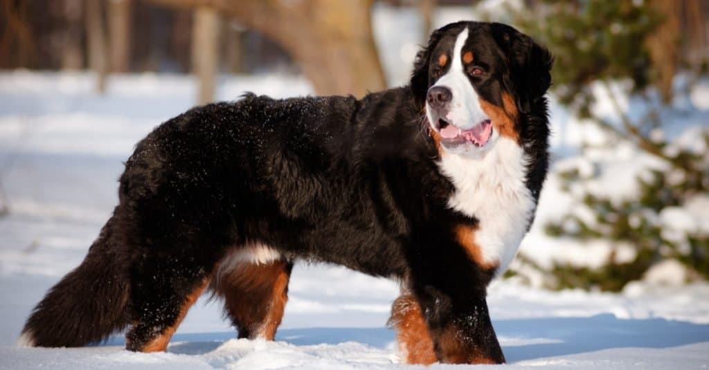Le razze di cani più grandi: Bovaro del Bernese