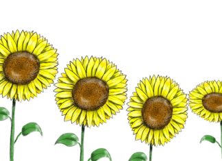 Come disegnare un girasole in 8 semplici passaggi
